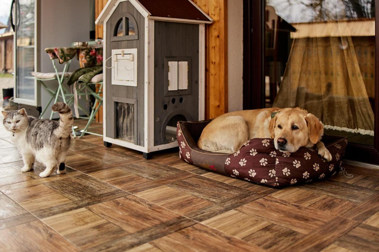 Gradina Lu' Ion "A Home Away From Home" (Adults Only) Vişeu de Sus Extérieur photo